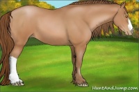 Horse Color:Bay Pearl 