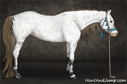 Horse Color:Buckskin Near Leopard