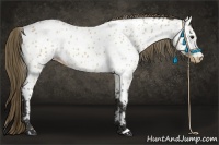 Horse Color:Buckskin Near Leopard
