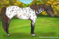 Horse Color:Buckskin Near Leopard