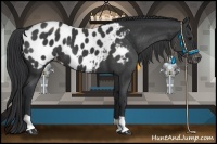 Horse Color:Black Appaloosa