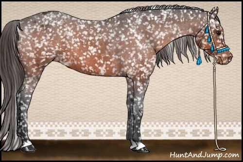 Horse Color:Bay Appaloosa 