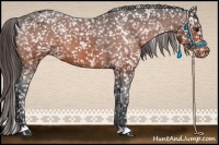 Horse Color:Bay Appaloosa 