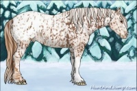 Horse Color:Chestnut Appaloosa and Chestnut Appaloosa