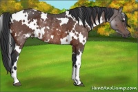 Horse Color:White Spotted Brown Rabicano 