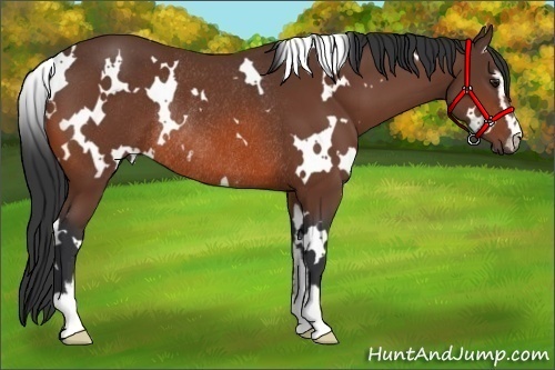 Horse Color:White Spotted Bay Sabino Rabicano 