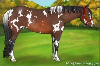 Horse Color:White Spotted Bay Sabino Rabicano
