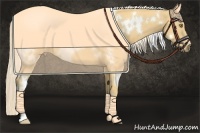 Horse Color:White Spotted Palomino