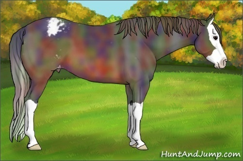 Horse Color:Nacre Brown Splash Varnish