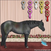 Horse Color:Black 