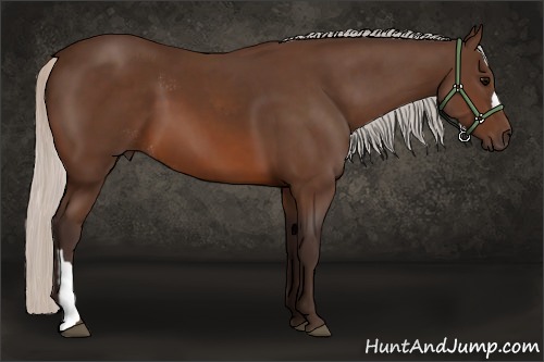 Horse Color:Silver Brown Rabicano  and Silver Brown 