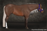 Horse Color:Silver Brown Rabicano  and Silver Brown 