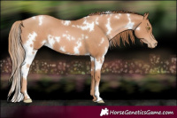 Horse Color:White Spotted Chestnut Pearl 