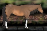 Horse Color:Buckskin 