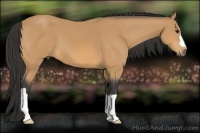 Horse Color:Buckskin 