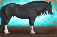 Horse Color:Black Splash 