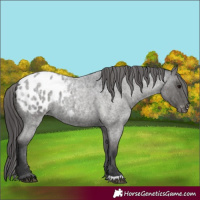 Horse Color:Blue Roan Appaloosa 