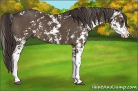 Horse Color:Liver Chestnut Sabino