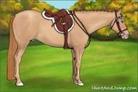 Horse Color:Gold Champagne