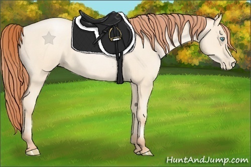 Horse Color:Amber Cream Champagne Roan Pearl