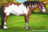 Horse Color:Bay Frame 
