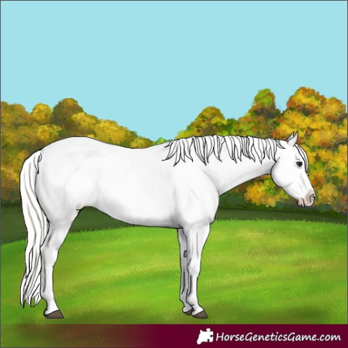 Horse Color:Silver Bay Appaloosa 