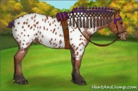 Horse Color:Bay Appaloosa