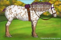 Horse Color:Chestnut Appaloosa 