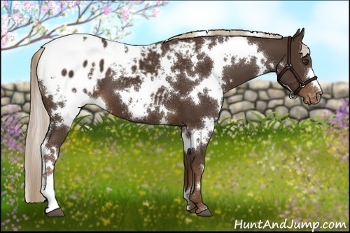 Horse Color:White Spotted Liver Chestnut Appaloosa 