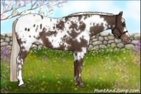 Horse Color:White Spotted Liver Chestnut Appaloosa