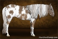 Horse Color:White Spotted Chocolate Palomino 