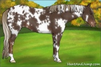 Horse Color:White Spotted Liver Chestnut Varnish 