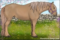 Horse Color:Palomino 