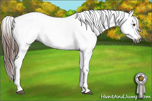 Horse Color:Gray Chestnut Appaloosa 