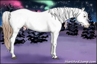 Horse Color:Red Dun Near Leopard