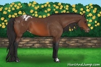 Horse Color:Bay Appaloosa