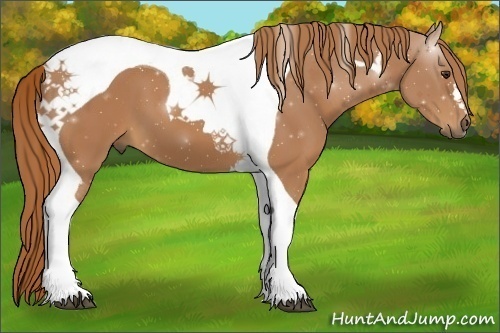 Horse Color:Chestnut Tobiano