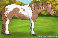 Horse Color:Chestnut Tobiano