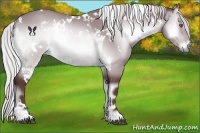 Horse Color:White Spotted Chocolate Silver Brown Chinchilla Onyx 