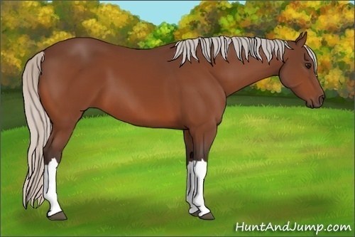 Horse Color:Silver Bay 