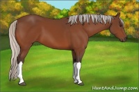 Horse Color:Silver Bay 