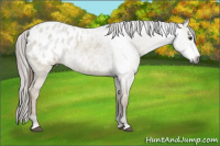 Horse Color:Gray Red Dun Appaloosa 