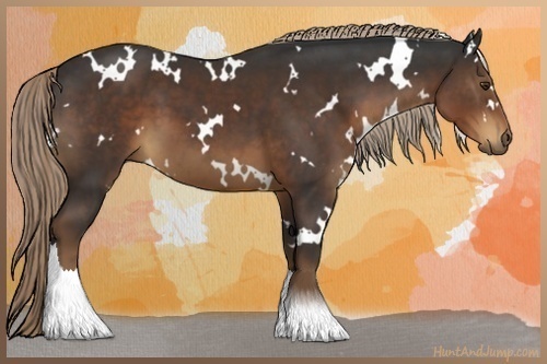 Horse Color:White Spotted Liver Chestnut 