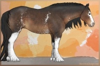 Horse Color:White Spotted Liver Chestnut Sabino