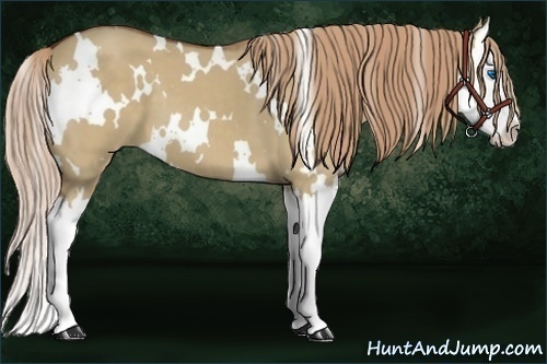 Horse Color:White Spotted Red Dun Splash 