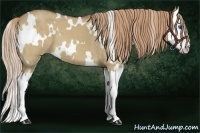 Horse Color:White Spotted Red Dun Splash 