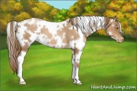 Horse Color:White Spotted Liver Chestnut Pearl 
