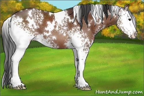 Horse Color:White Spotted Bay 