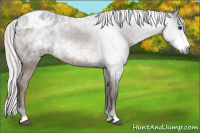 Horse Color:Gray Silver Bay Varnish 