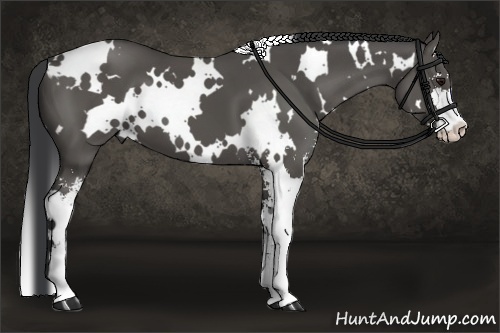 Horse Color:White Spotted Black Sabino 